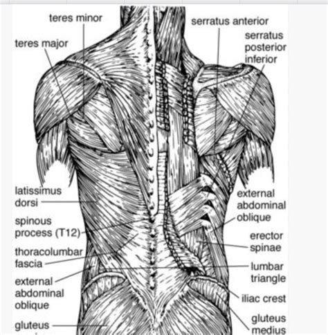 Low Back Muscle Anatomy