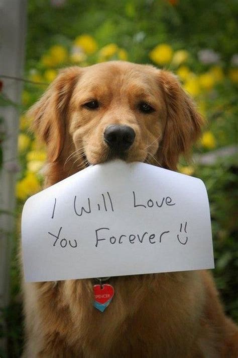 I Love You Forever Golden Retriever Picture Dog Breeders Guide