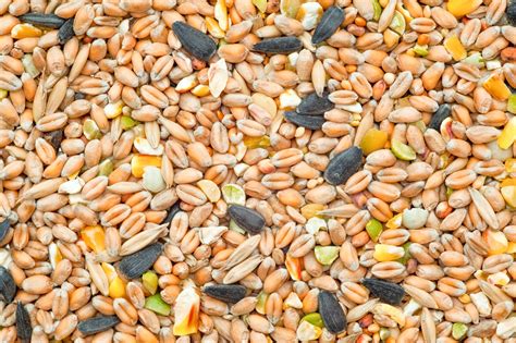 Che cosa mangiano i lombrichi? Cosa mangiano gli uccelli? - Il Giardino Commestible