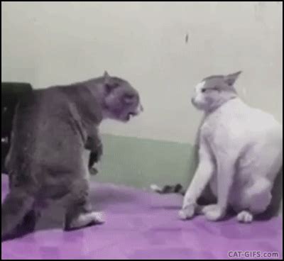 Animated Cat Gif Epic Fight Fast Cats Boxing Hard Hook Machines Funny Videos Funny Cat