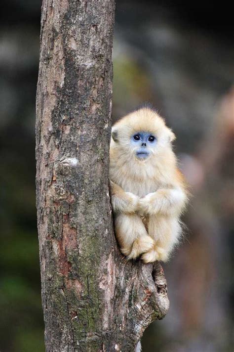 Adorable Monkey Babies Youll Fall In Love With