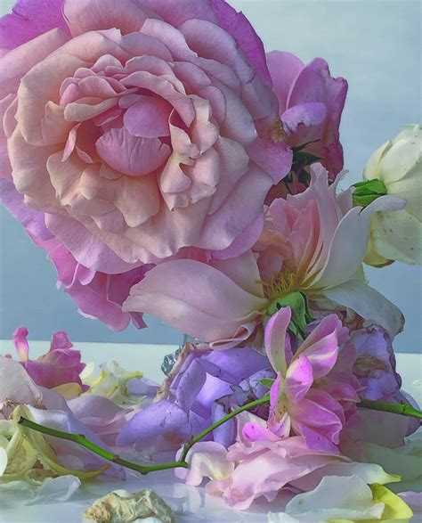 Nick Knight Roses From My Garden Fad Magazine