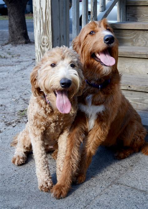 What Is The Difference Between A Goldendoodle And A Labradoodle A