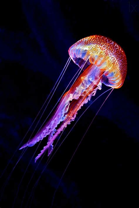 Jellyen By Henry Jager Deep Sea Creatures Underwater Creatures