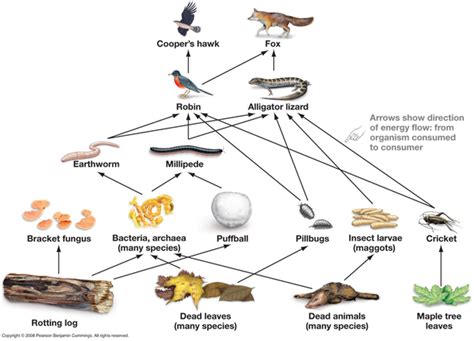 Maybe you would like to learn more about one of these? Food Web - Destiny's Biology Website