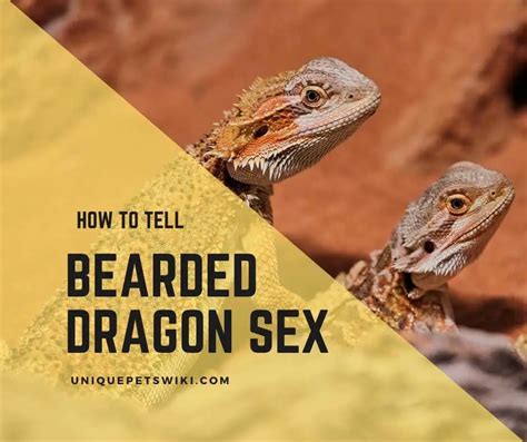 04 Simple Steps On Sexing A Bearded Dragon