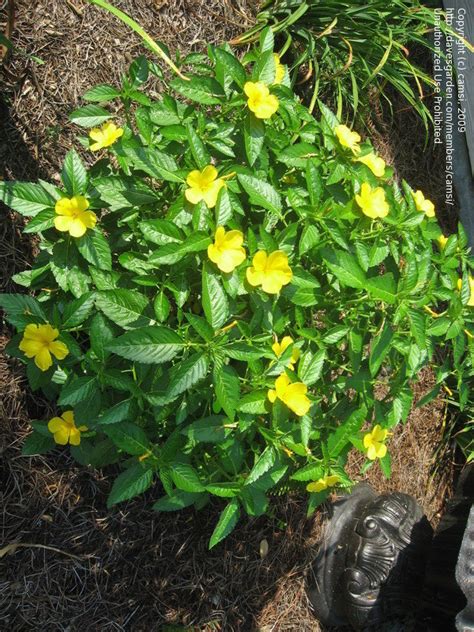 Yellow flowers what is it? Plant Identification: CLOSED: Green shrub with yellow ...