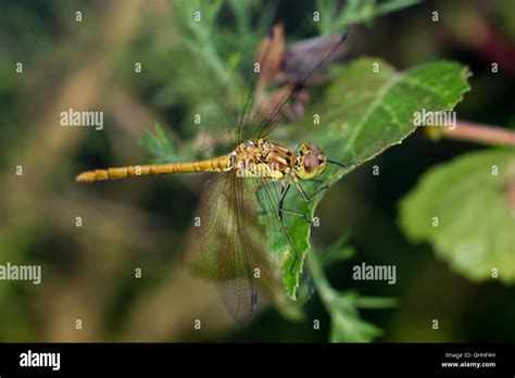 Immature Male Common Darter Dragonfly Sympetrum Striolatum Perched On