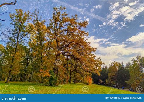 Beautiful Panorama Of The Autumn Park A Tree Stock Photo Image Of