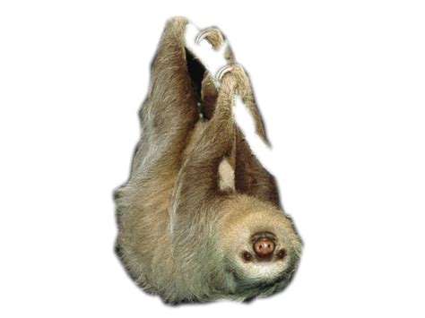 Hoffmanns Two Toed Sloth Linnaeuss Two Toed Sloth Brown Throated