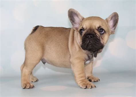 Fawn Male French Bulldog Puppy Available Frenchbulldogfrenchie