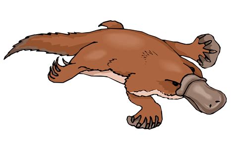 Platypus Clipart Free Clipart Panda Free Clipart Images