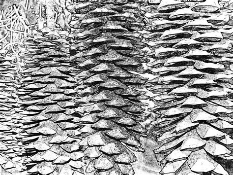 Ponderosa Pine Cones Photograph By Kenneth Keller Fine Art America