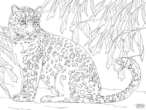 Disegno di Il leopardo dell'Amur, da colorare | Disegni da colorare e