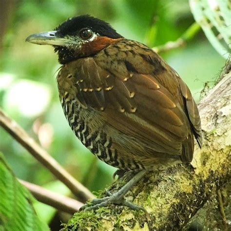 Black Crowned Antpitta Multimedia Neotropical Birds Online Pretty