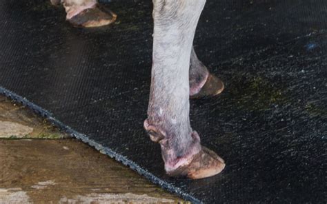 This Is Why Cows Get Abscesses In Their Hooves