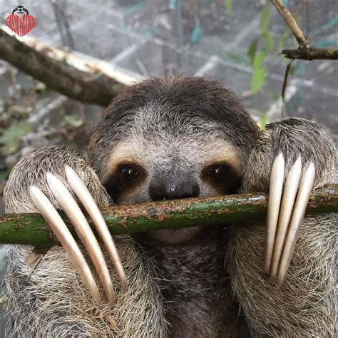 Pin By Thomas Dargan On Sloths Sloth Facts Sloth Cute Sloth Pictures