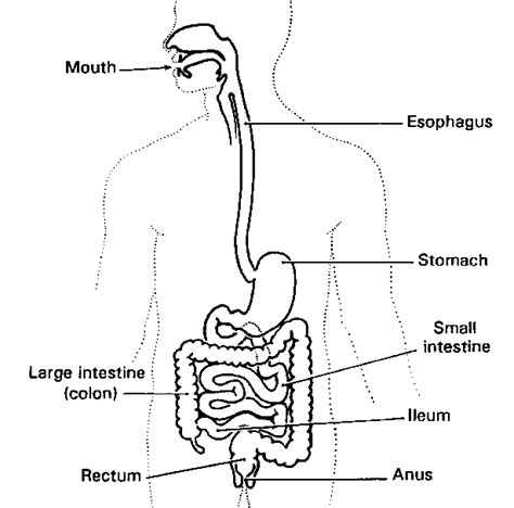 Digestive System Illustration Healingwell