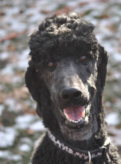 Volunteers are key to helping pet haven to achieve its mission by helping to lead and support all core functions of the organization. Pets for Adoption at PICKET FENCE POODLE RESCUE, in Elk ...