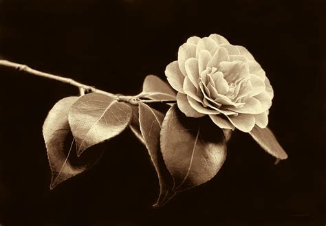 Camellia Flower In Sepia Photograph By Jennie Marie Schell Fine Art