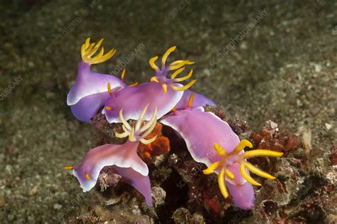 Group Of Nudibranchs Mating And Laying Eggs Stock Image F0232786