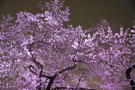 Introduction Of Kamakura Yokohama And Tokyo Cherry Blossoms In Tokyo
