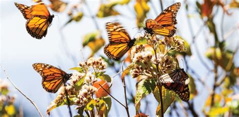 Magnificent Monarchs Local Life In 2020 Monarch Butterfly Monarch
