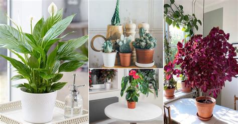 Gently snip a few leaves from each plant. 14 Indoor Plants that Grow from Seeds | Balcony Garden Web