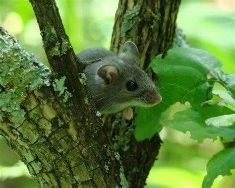 Deer Mouse Facts Diet Habitat And Pictures On Animaliabio