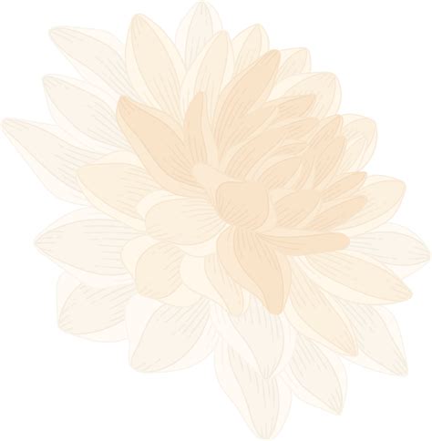 White Dahlia Flower Hand Drawn Illustration 10170798 Png