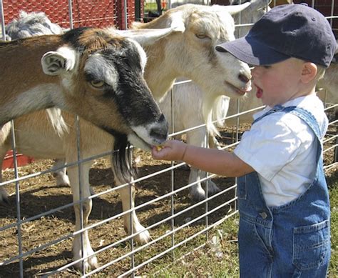 Top 163 What Animals Are In A Petting Zoo