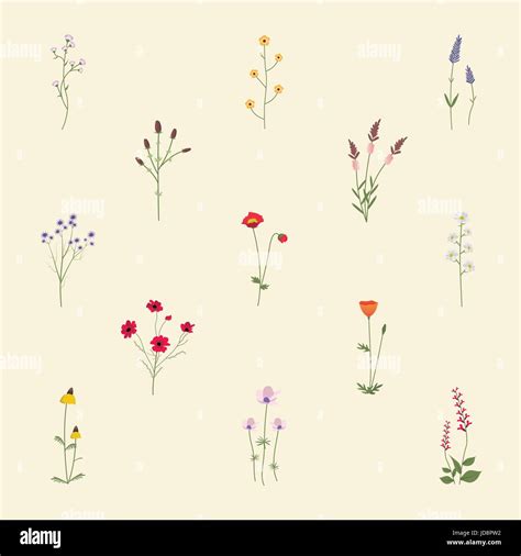Set Collection Of Wild Flowers Vector Illustration Stock Vector Image