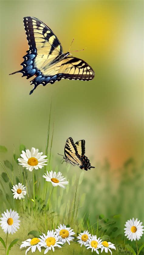 Butterfly Hd Android Mobile Wallpapers Wallpaper Cave