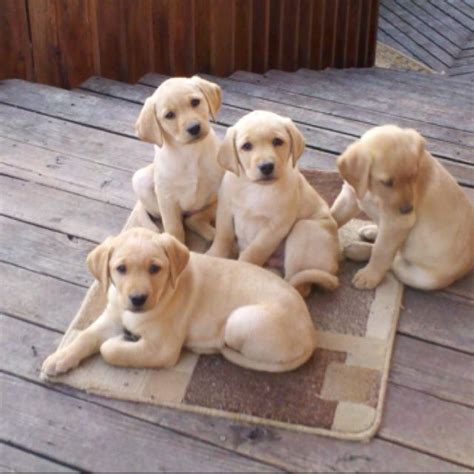92 Best Yellow Lab Dog Lover Images On Pinterest Labrador Labrador