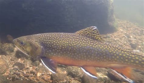 Brook Trout — Kezar Lake Watershed Association