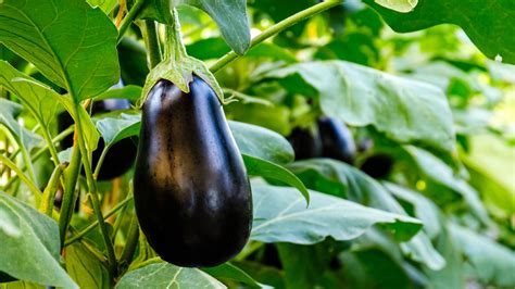 This State Grows More Eggplant Than Any Other In The Us
