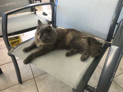 Reunited Female Cat Grey Cat Unsure Of Sex Winter Park Lost Pets