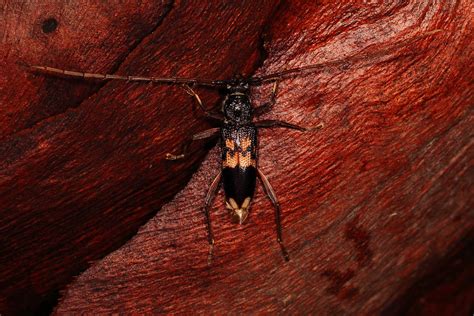 Large Beetle With Long Antennae Katarina Christenson Flickr