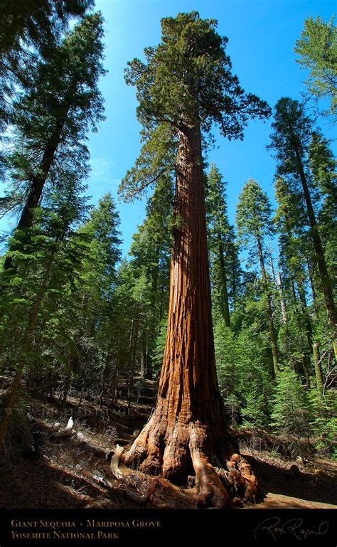 We did not find results for: Giant Sequoia | Giant_Sequoia_Mariposa_Grove_2664 ...