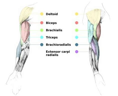 Following is the chart of basic as well as detailed anatomy of human. 18 best muscle_arm images on Pinterest | Anatomy reference, Forearm muscles and Muscles of the ...