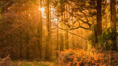 Yellow Sunset Rays In Forest 4k Wallpaper 4k