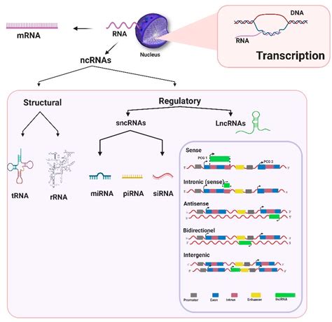 life free full text long non coding rnas and their potential roles in the vector host