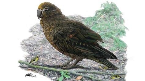 Say hello to heracles inexpectatus, a parrot the size of a human child. Remains of giant prehistoric parrot found in New Zealand