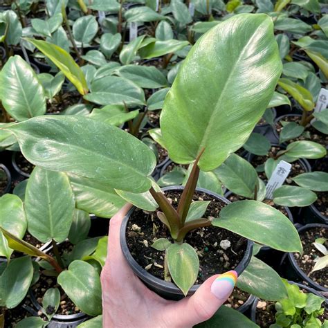 Philodendron Jungle Fever Green 45 Pot Little Prince To Go