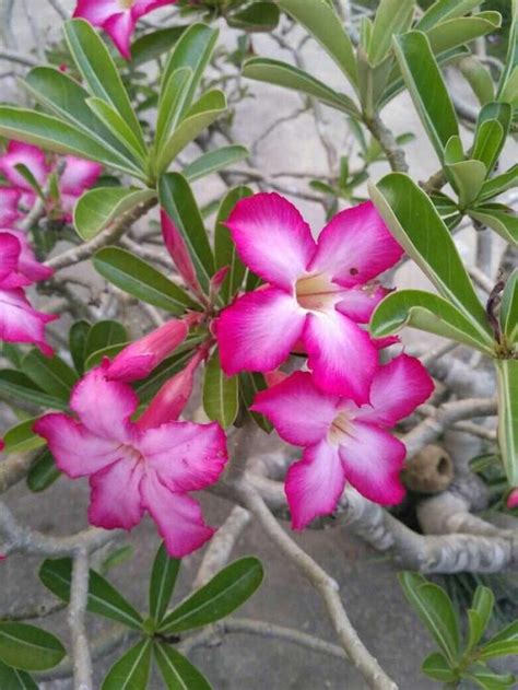 Paling Bagus 13 Gambar Kelopak Bunga Kamboja Gambar Bunga Hd