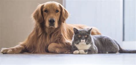 How to Get Pet Urine Smell Out of Hardwood Floors ...