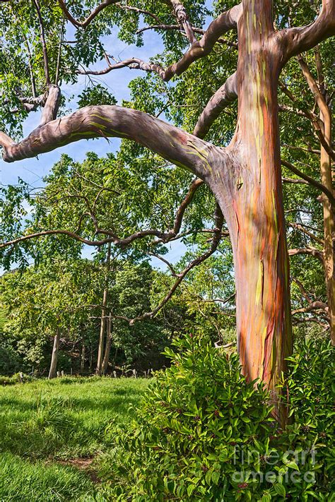 The Colorful And Magical Rainbow Eucalyptus Tree Photograph By Jamie Pham