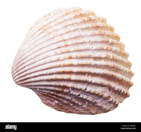 Sea Clam Mollusk Shell Isolated On White Background Stock Photo