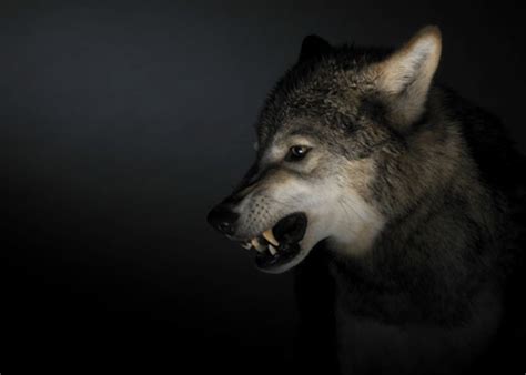 17 Best Images About Fierce On Pinterest Wolves Coyotes
