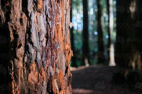 Image Of Close Up Of The Bark Of A California Redwood At Beech Forest